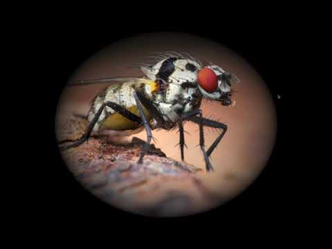 Mac Swift -   CIFilter and Fragment Shader (Apple MetalView)