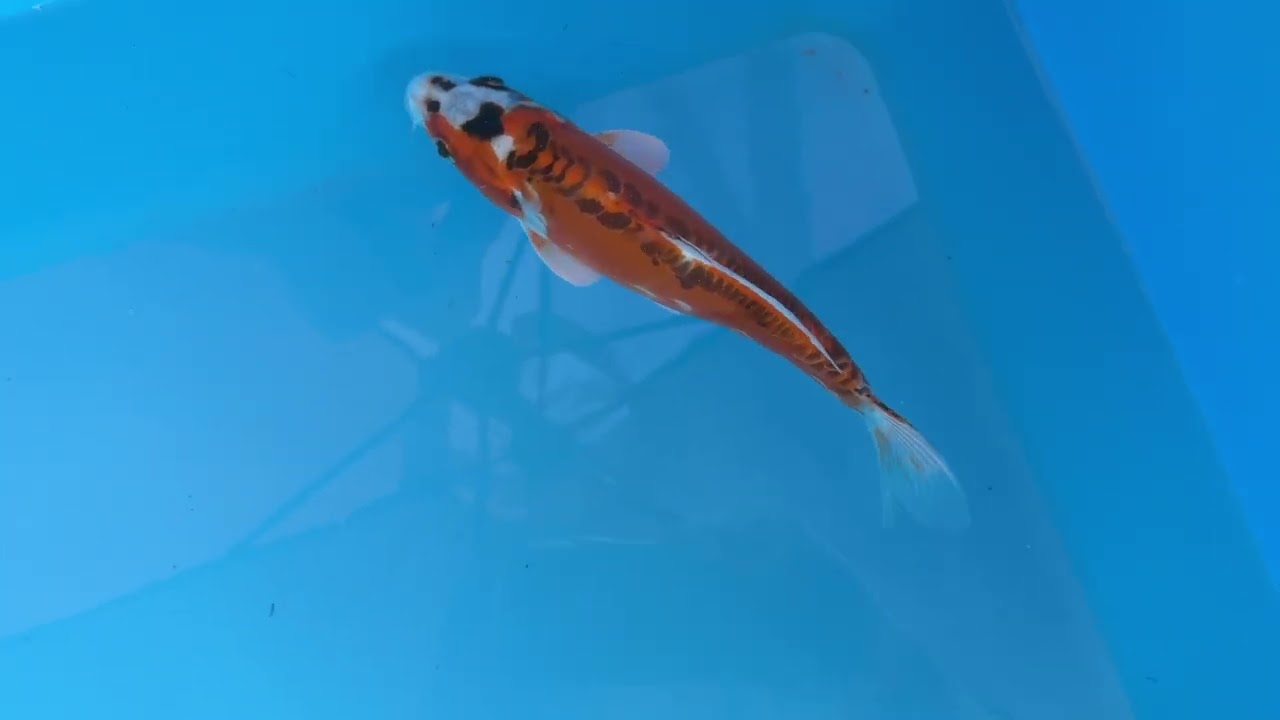 Koi Carp Doitsu Kujaku Japanese 26cm/10.5