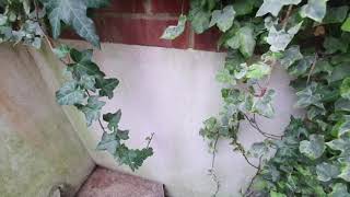 Album cover: Chiswick Quay external