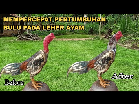 HOW TO SPEED UP THE GROWTH OF CHICKEN NECK FEATHERS