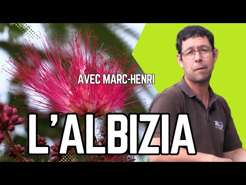 ALBIZIA 😍 ELEGANCE and LIGHTNESS in the GARDEN 😀 a TREE SUITED to SMALL SPACES