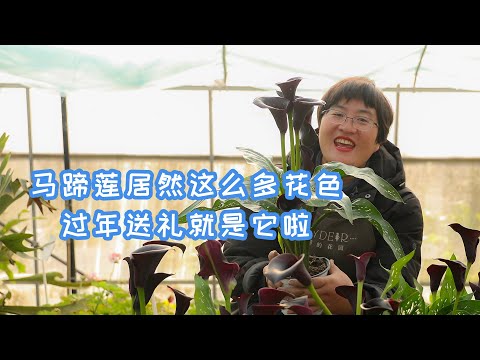 馬蹄蘭風水