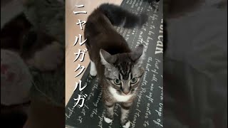#Shorts ニャルガクルガ 足長マンチカン まる Munchkin cat