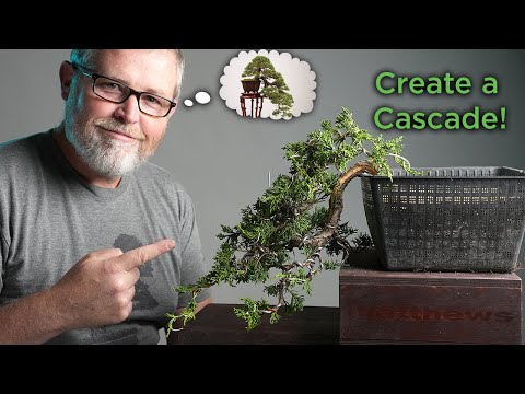 Bonsaify | Crafting CASCADE Style Juniper Bonsai
