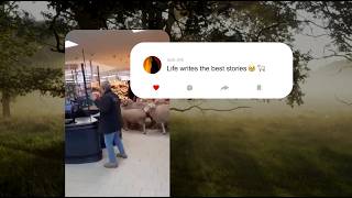 Penny: Sheep Happens