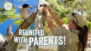 Adorable Baby Butcherbird Reunited With Parents