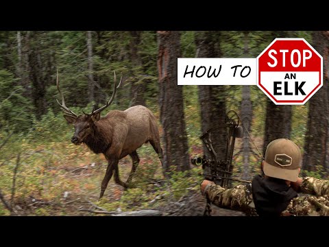 How to STOP an Elk! In The Zone (Episode 6)