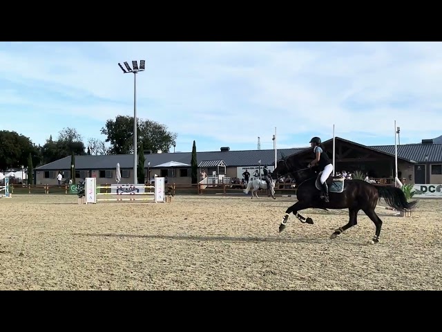 Pony D schoolmaster doma cl&aacute;sica 