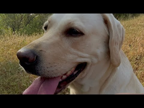 How to informally introduce yourself 🤪🙏#labradorvideos #happyvideoseveryday