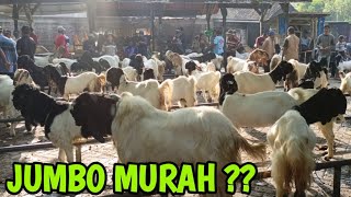 Download lagu HARI INI HARGA KAMBING CEMPE & POELAN  MURAH MERIAH PASAR KAMPAK TRENGGALEK‼️@HargaTernak  mp3 Download lagu HARI INI HARGA KAMBING CEMPE & POELAN  MURAH MERIAH PASAR KAMPAK TRENGGALEK‼️@HargaTernak  mp3