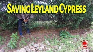 How to Save a Leyland Cypress from Dying with Vertical Mulching