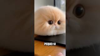 Presenta a Garfield😻💕#cat #cats #shorts #foryou