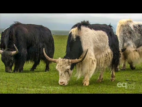 Tibet  - The Roof of the World (Documentary)
