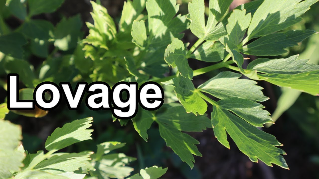 Lovage tutorial