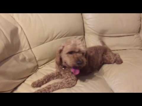 会計学科 愛犬やまと尻尾を振って喜んでいます。滋賀県高島市木村勝則！