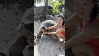 Meet the giant tortoises of the Seychelles up close and personal; you'll be amazed at their strength