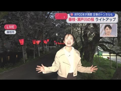 YouTube Video 【中継】900本が満開…2キロに渡る桜のトンネル　静岡・藤枝市の瀬戸川の桜ライトアップ