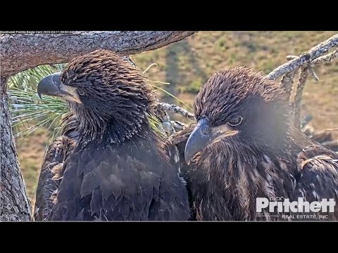 SWFL Eagles ~ Harriet's Beautiful Babies 💕 E21 Winging/ Hopping Steps On E22! Red Meat Snack 3.11.23