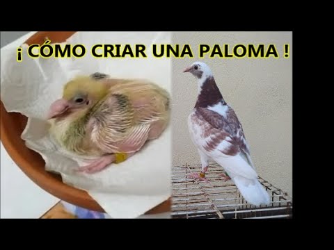 , title : 'Como criar una paloma desde pichón !'