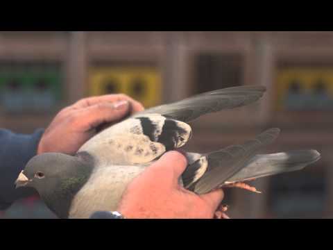 Marcel Sangers Total Auction: Pigem