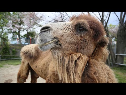 ラクダとヒトコブラクダの違い