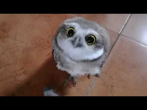 Owls Are The CUTEST Animals On The Planet 🤣Funniest ANIMALS of 2026