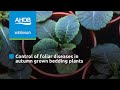 Control of foliar diseases in autumn grown bedding plants