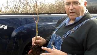 Really Nice Japanese Maples - Crash-Course On Grafting & Budding