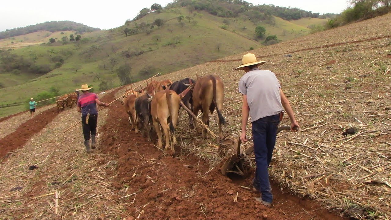 Aração de terra em Borda da Mata-MG