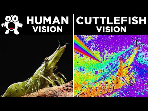 image-Do insects have good eyesight?