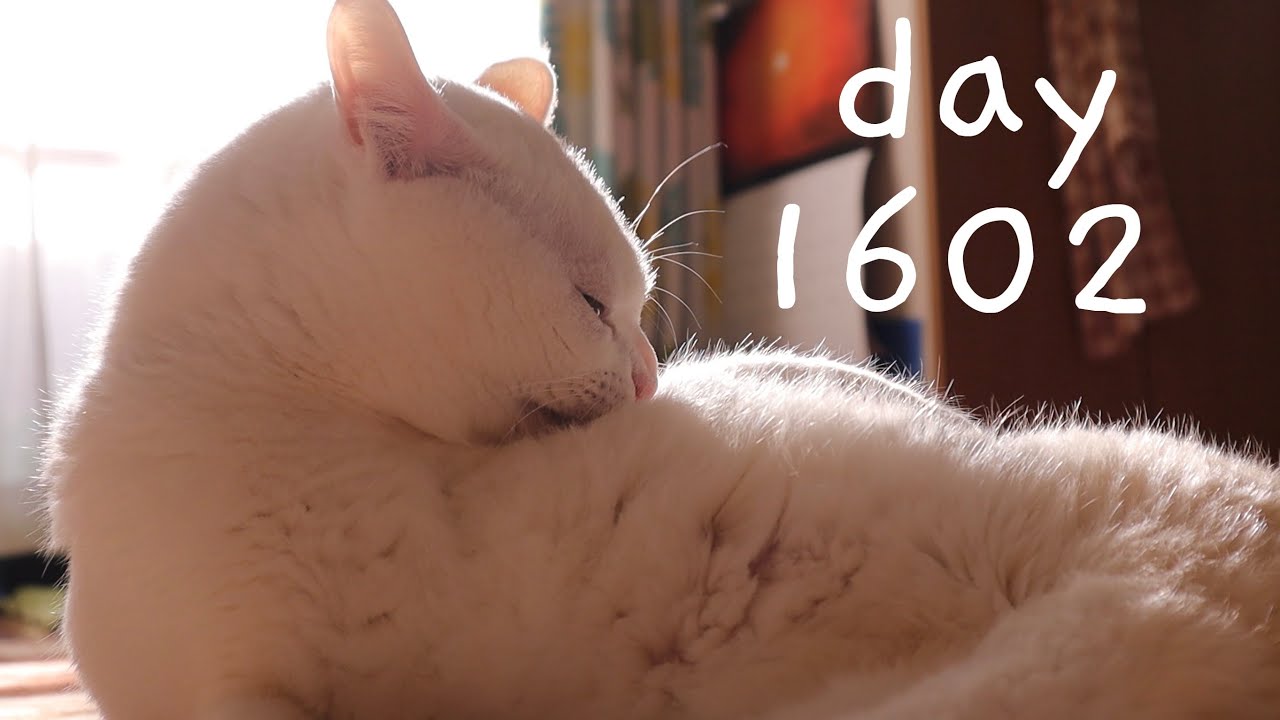 カンプが家族になって1602日目