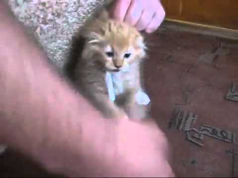 Cat addicted to snuff