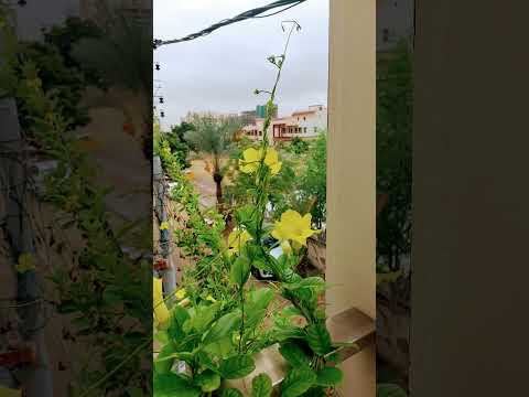 #nature  #love  #cute  #plants  #flowers