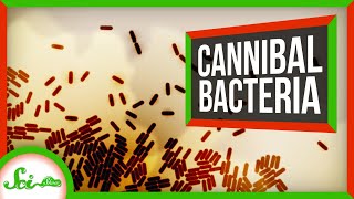 Thank Goodness for Bacterial Cannibalism