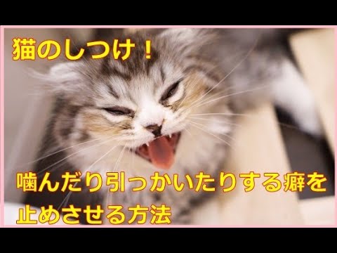 猫が私を噛んだりひっかいたりするのですが、どうすればよいですか?