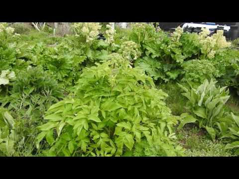 レッドアンジェリカ 植物