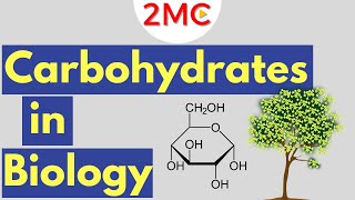Carbohydrates | Biological Molecules Simplified #1