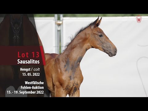 Online-Auktion Lot 13 Sausalitos Hengst v. Secret Game - Belissimo M