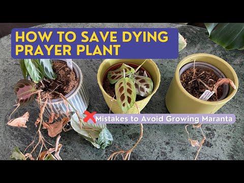How to Save Dying Prayer Plant  | Mistakes to Avoid Growing Maranta