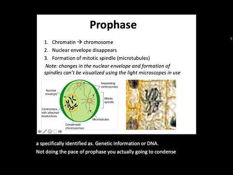 Mitosis Presentation