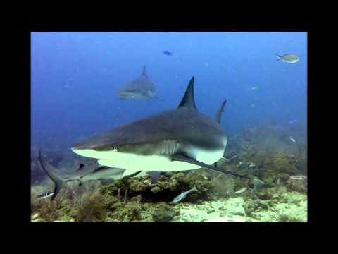 Shark Dive 