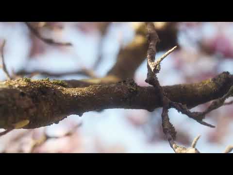 Grupaj cântări creștine 24 mai 2022 - Mariana Someșan