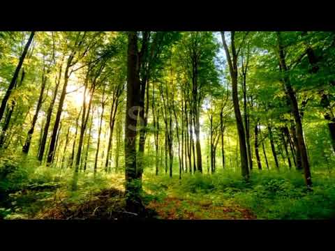 #sleepmusic #relaxingmusic #meditationmusic #meditation #music #studymusic #relaxing #relax #calmmus