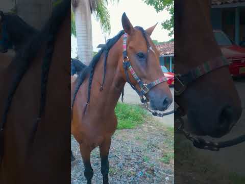 Amazonas Colombianas en Obando - Valle 🐴