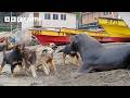 Sea Lions Vs Dogs 4K UHD Mammals BBC Earth
