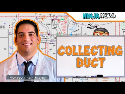 Renal Kidney Anatomy Model