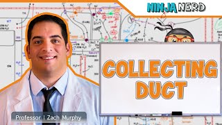 Collecting Duct