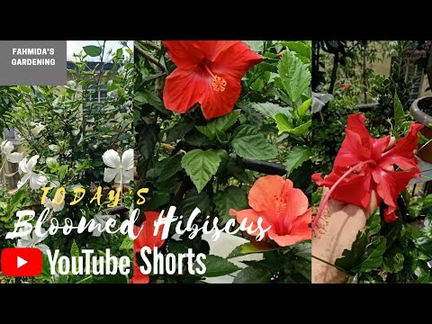Hibiscus Bloomed in my Garden//Today's Bloomed Hibiscus#shorts Fahmida's Gardening