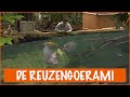 Floris op bezoek bij de REUZENGOERAMI?! | DierenpraatTV