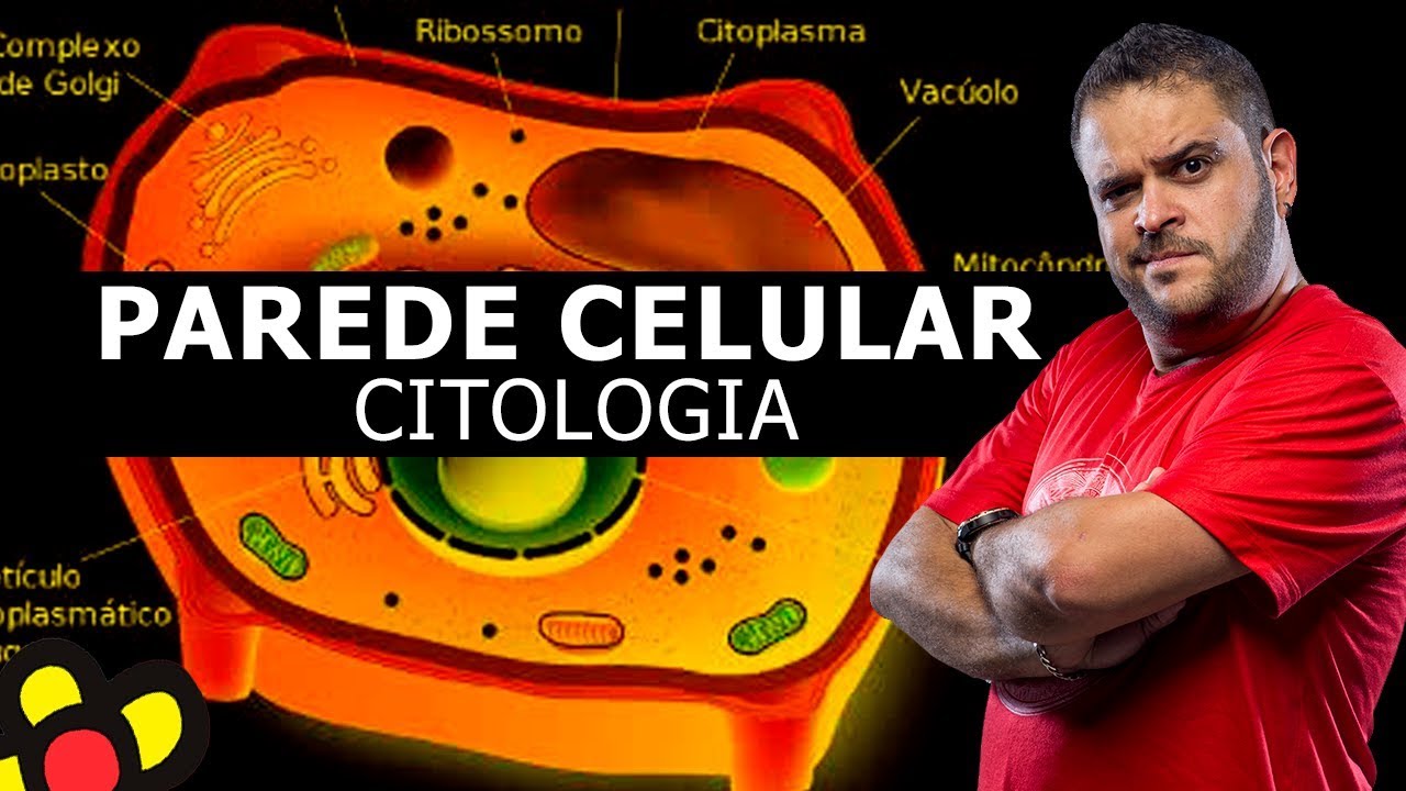 PAREDE CELULAR - CITOLOGIA (AULA TEÓRICA)